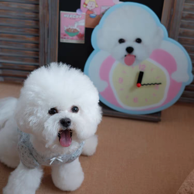 Personalized Pet Wall Clocks Available in Any Color and Any Pattern
